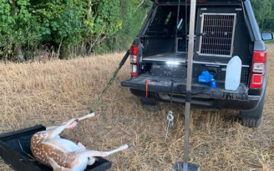 Is Deer Stalking Legal?