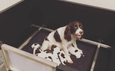 Why Are Whelping Boxes So Important?