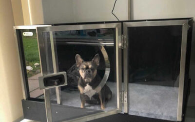Three Key Reasons to Invest in a Whelping Box