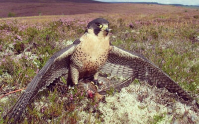 A Guide to Transporting Hawks With Transit Boxes