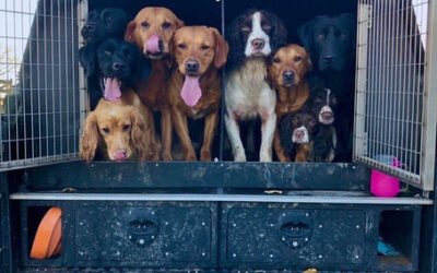 Three Reasons Why You Should Get a Dog Cab Fitted in 2022.