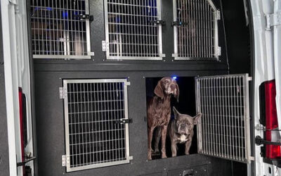 What to Know About Transporting Dogs Safely in Your Van