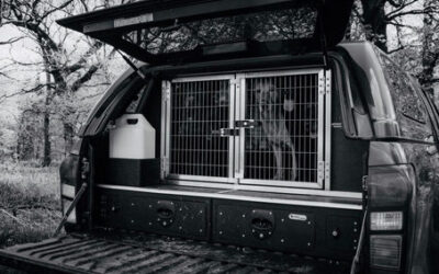 What are the Benefits of a Dog Transport Box?