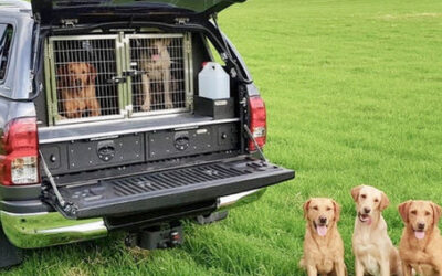 Why You Shouldn’t Buy A Dog As A Christmas Present