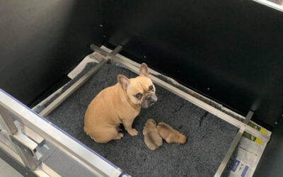 Benefits of a Whelping Box
