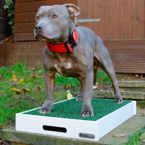 Dog Training Place Board